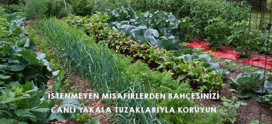 Canlı Yakala Tuzakları