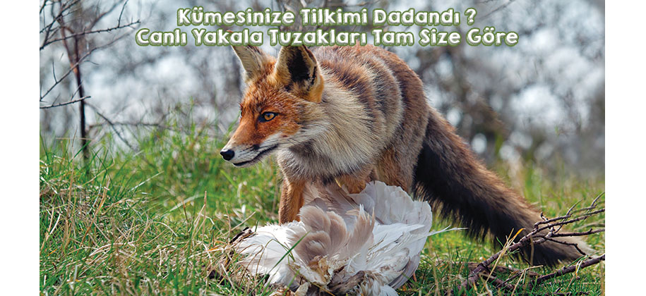 Canlı Yakala Tuzakları